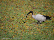 African Sacred Ibis