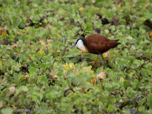 African Jacana