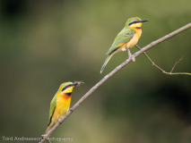 Little Bee-eater