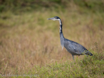 Black-headed Heron