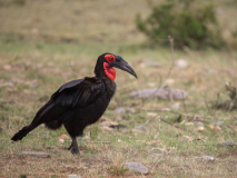 Southern Ground Hornbill