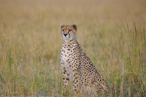 Masai Mara | Cheetahs