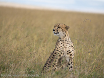 Gepard