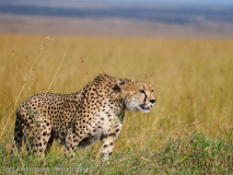 Gepard
