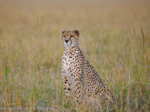 Gepard