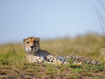 Gepard