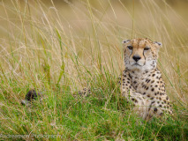 Gepard