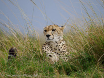 Gepard