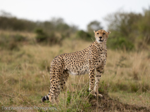 Gepard