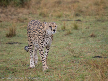 Gepard