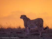 Gepard