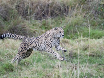 Gepard