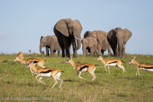 Masai Mara | Elephants