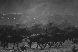 Masai Mara | Herbivores