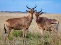 Topi