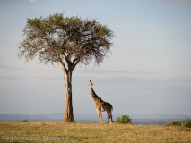 Giraff