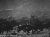 Gnu korsar floden
