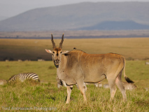 Eland
