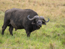 Afrikansk buffel