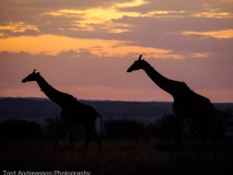Giraffer