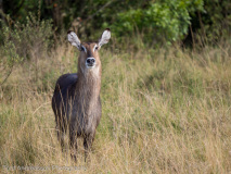 Waterbuck