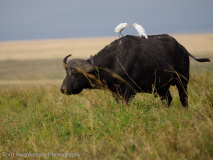 Afrikansk buffel