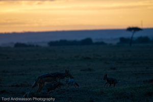 Masai Mara |  Jackals and friends
