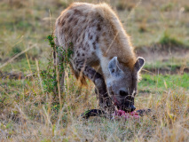 Fläckig hyena