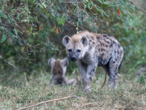 Fläckig hyena