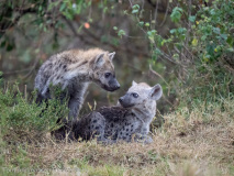 Fläckig hyena