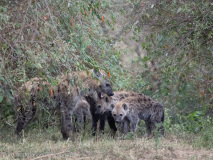 Fläckig hyena