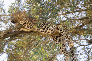Masai Mara | Leopards