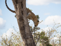 Leopard