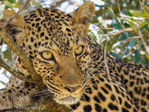 Leopard