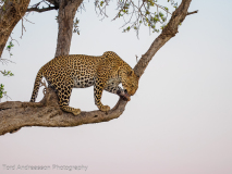 Leopard