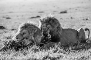 Masai Mara | Lions