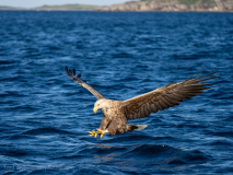 Havsörn