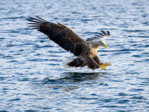 Havsörn