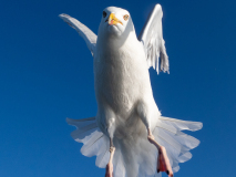 Gråtrut