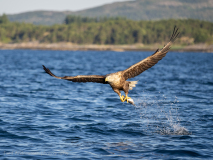 Havsörn