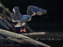 Havstrut