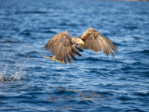 Havsörn
