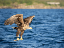 Havsörn