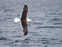 Havstrut