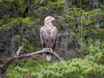 Havsörn