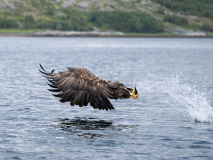 Havsörn