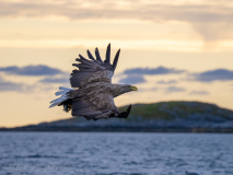 Havsörn