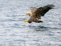 Havsörn