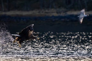 Norge | Vinter | Havsörn / White-tailed eagle