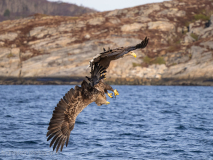 Havsörnar